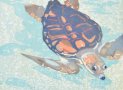 Young Loggerhead Sea Turtle