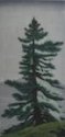 Spruce Tree at Pig Cove