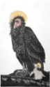 Parthenogenesis, California Condor