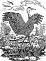 Sandhill Crane