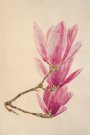 Spring Magnolia
