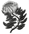 King Protea