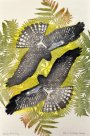 The Flight of Birds: Circling